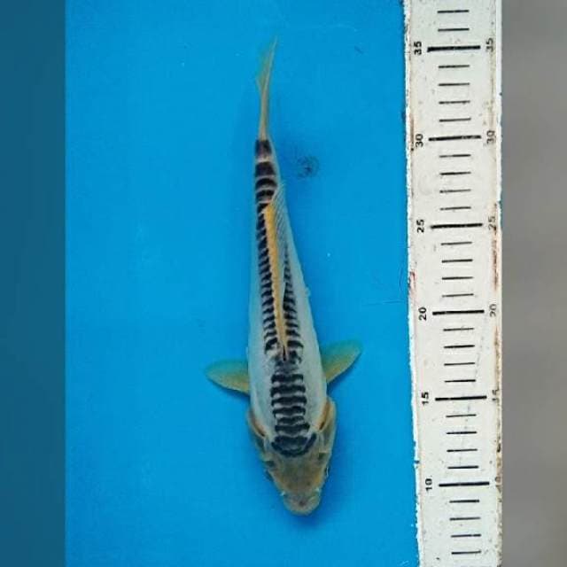 Shusui 24 cm