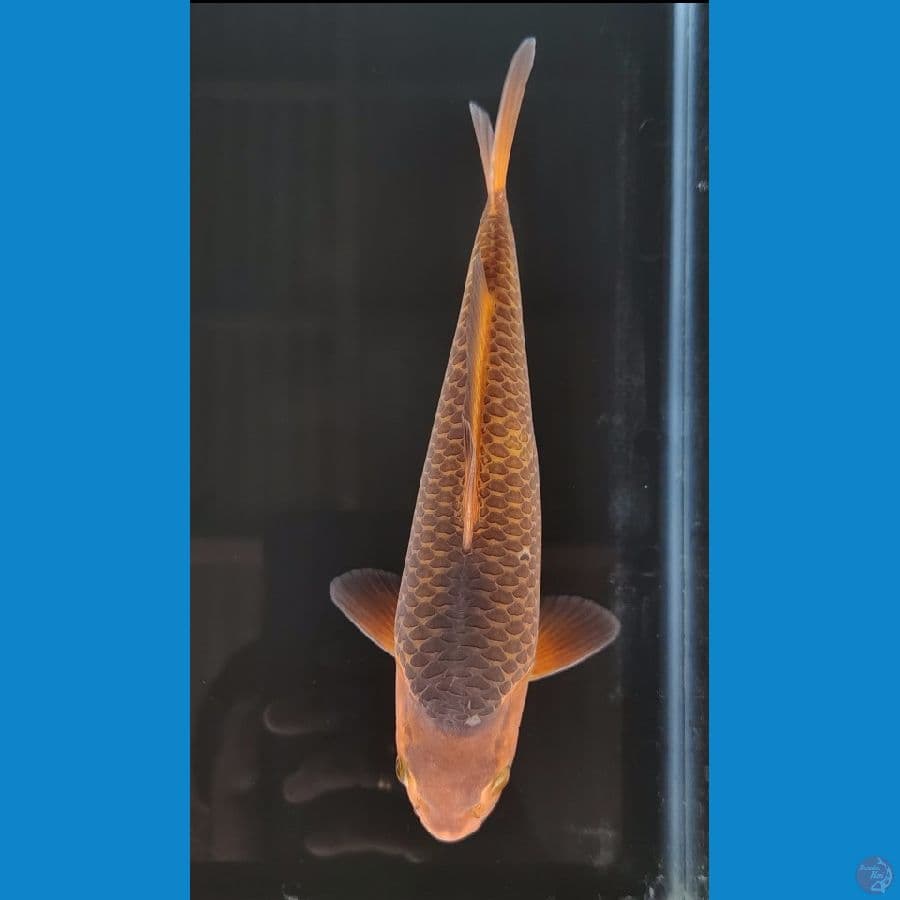 Caramel 25cm Jantan Sarang Lebah