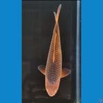 Caramel 25cm Jantan Sarang Lebah