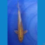 Kin Ki Utsuri Male 33cm
