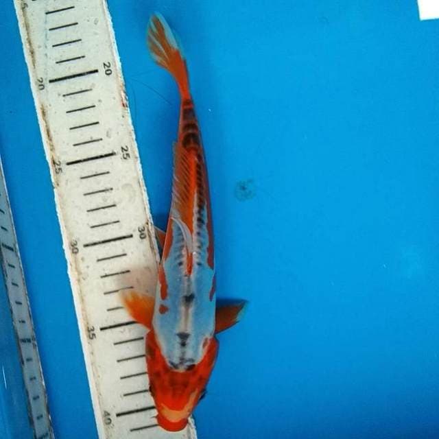 Shusui 21cm