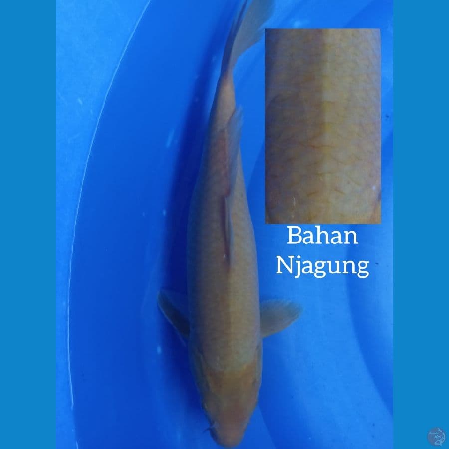Karashi Bahan Njagung 38cm