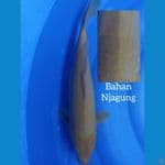 Karashi Bahan Njagung 38cm 