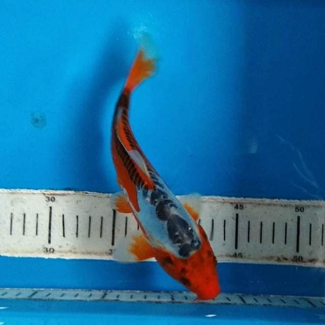 Shusui 20cm