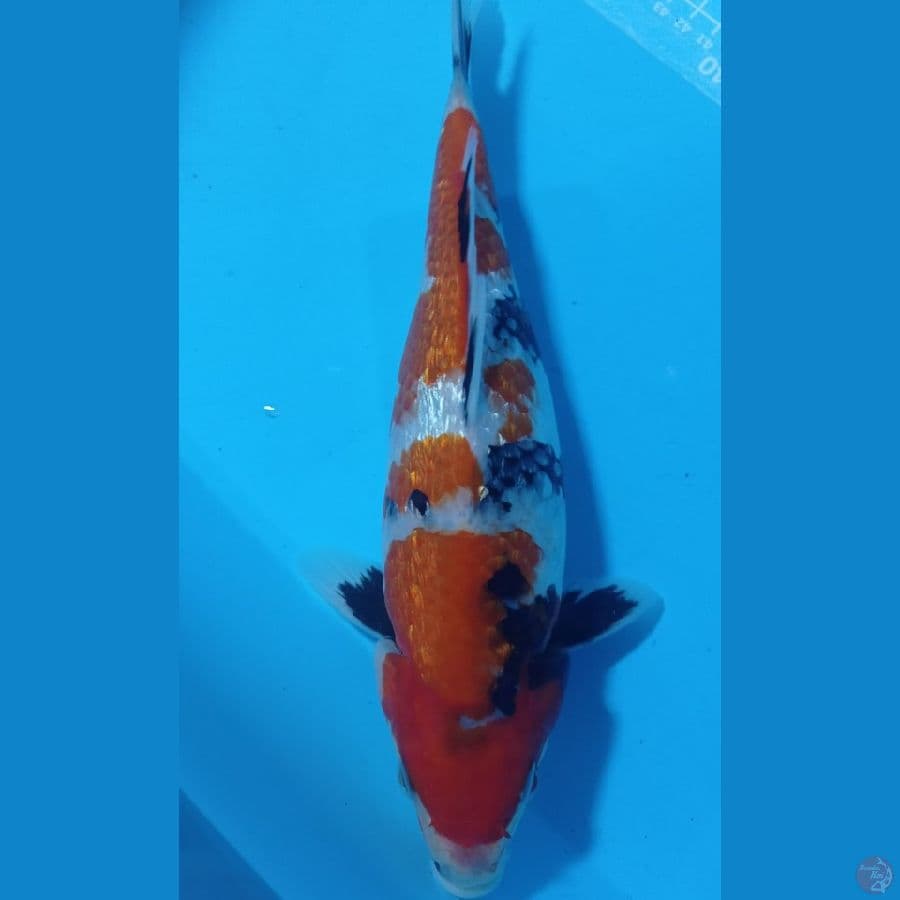 SHOWA GINRIIN 30CM