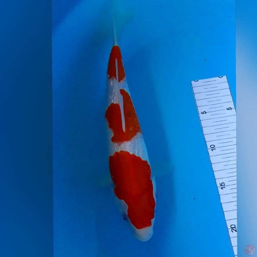 KOHAKU GINDRIN 3stp M30
