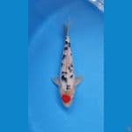 TC SANKE 26CM - MALE
