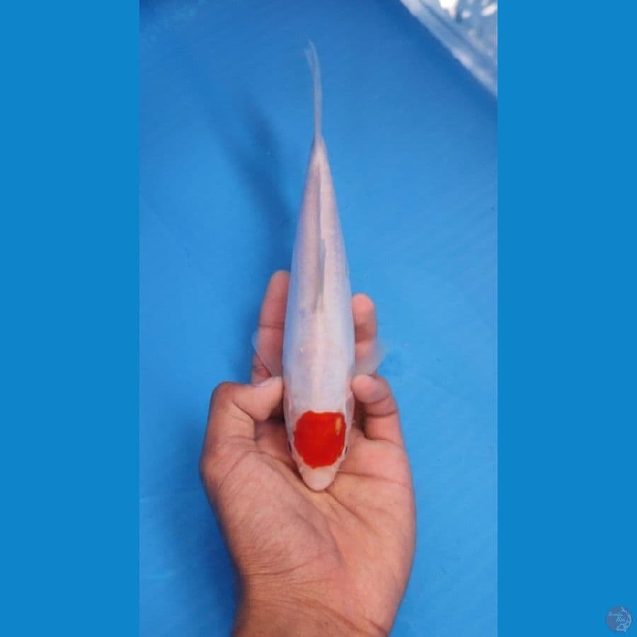 TANCHO 24CM - FEMALE