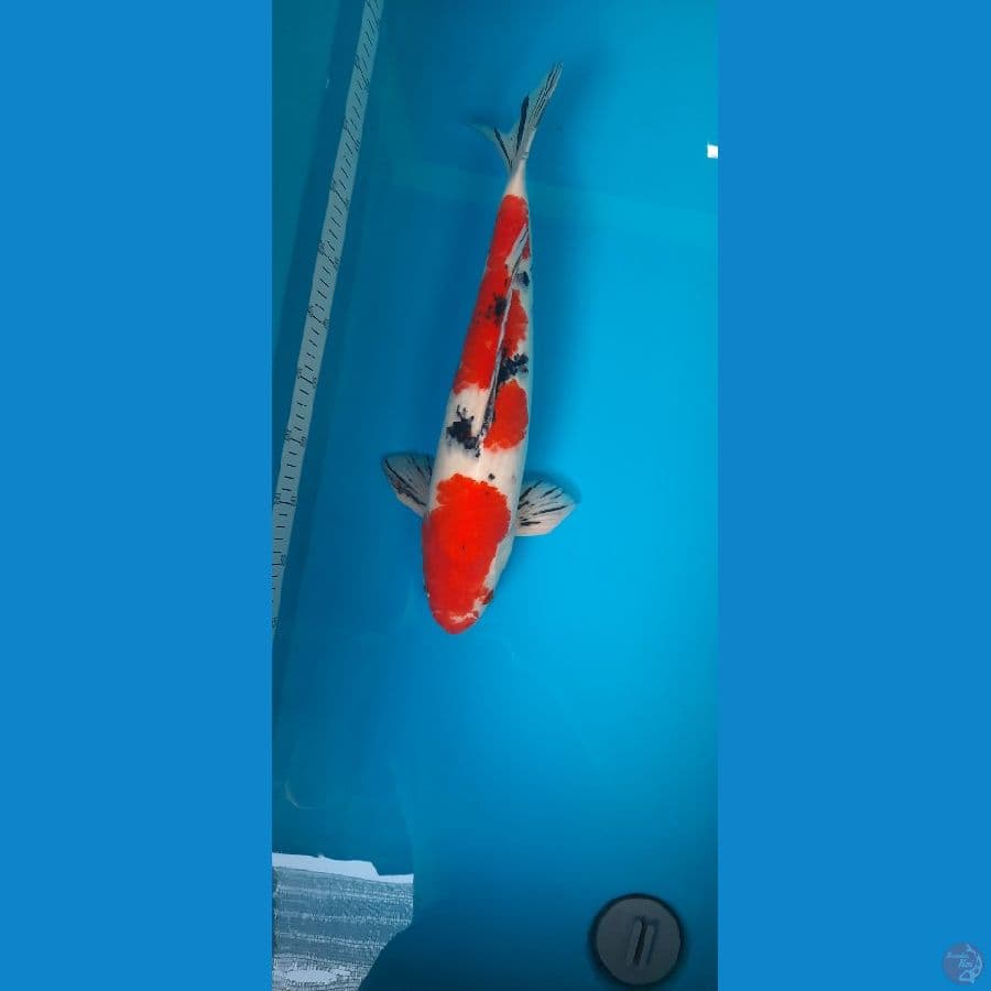 Male 47Cm