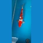 Male 47Cm