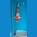 Female 53cm