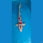 Kiko Male 49cm