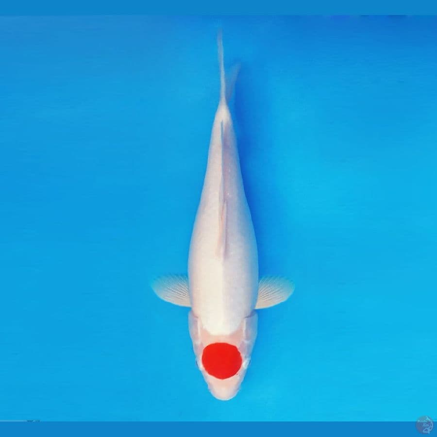 YORI 2 - Tancho 35 cm/fm ®