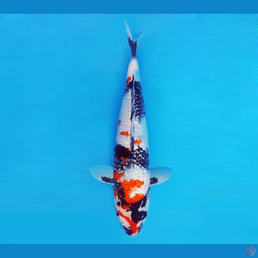 YORI 4 - Kindai Showa Gin Rin 35 cm/fm ®