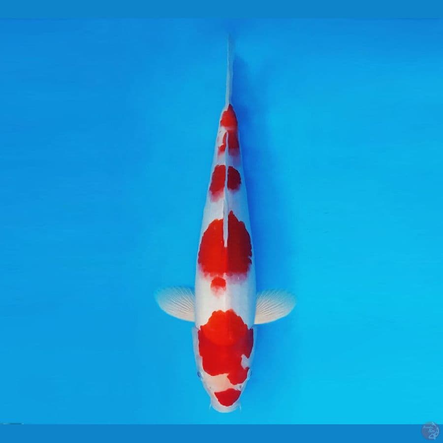 YORI 11 - Kohaku 31 cm/male ®