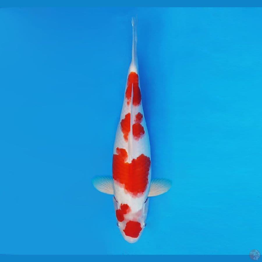 YORI 14 - Kohaku 36 cm/fm ®