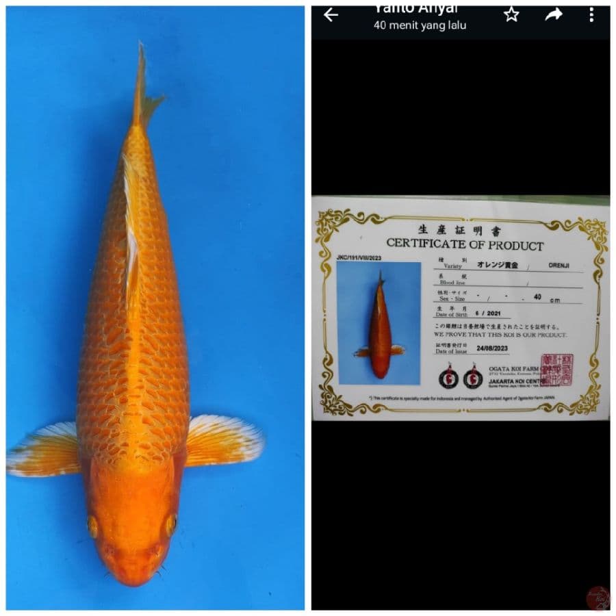 Ogata Orenji 