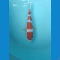 Kohaku 23 cm