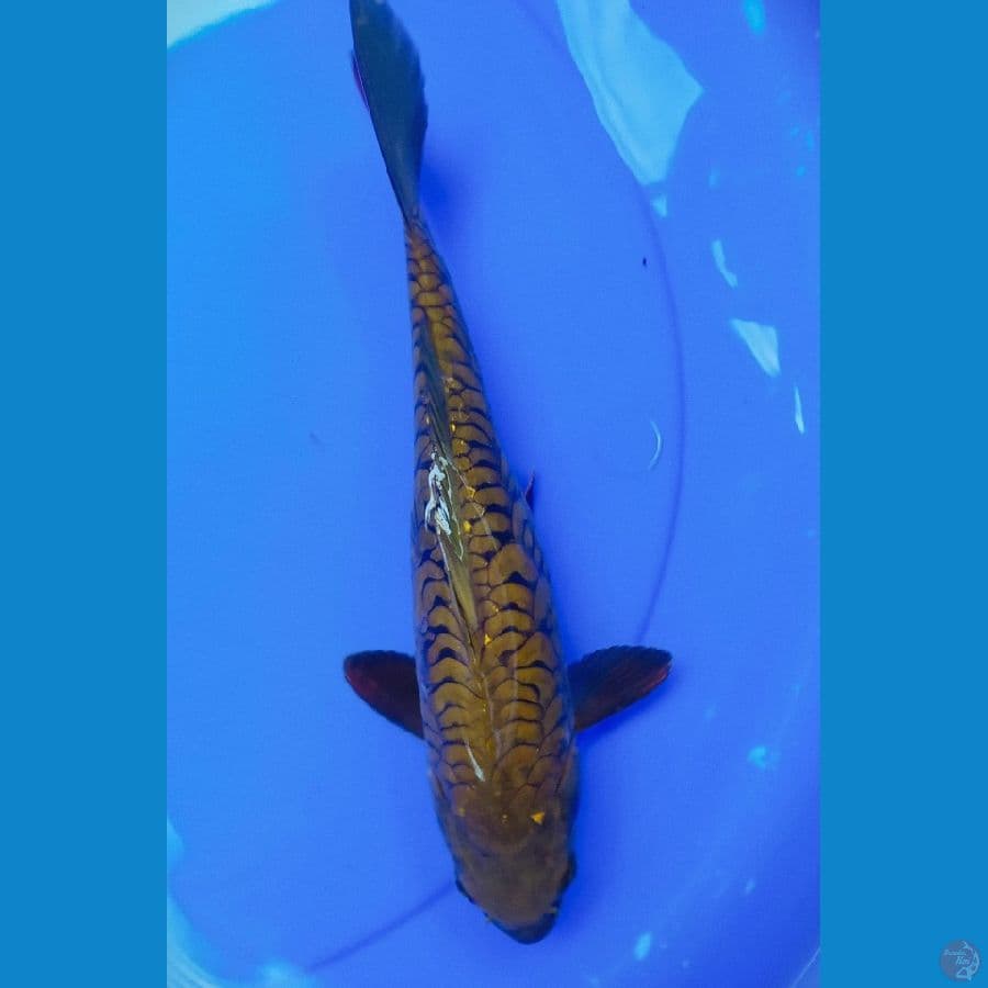 midori aragoke 31 cm