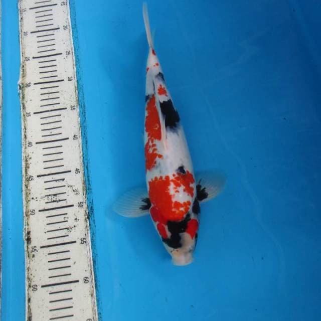 SHOWA MALE 40 CM  