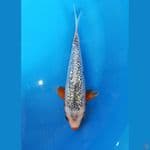 ASAGI GINRIN 25CM MALE