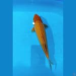 RED KARASI CORN, 35CM MALE FUKURIN ????