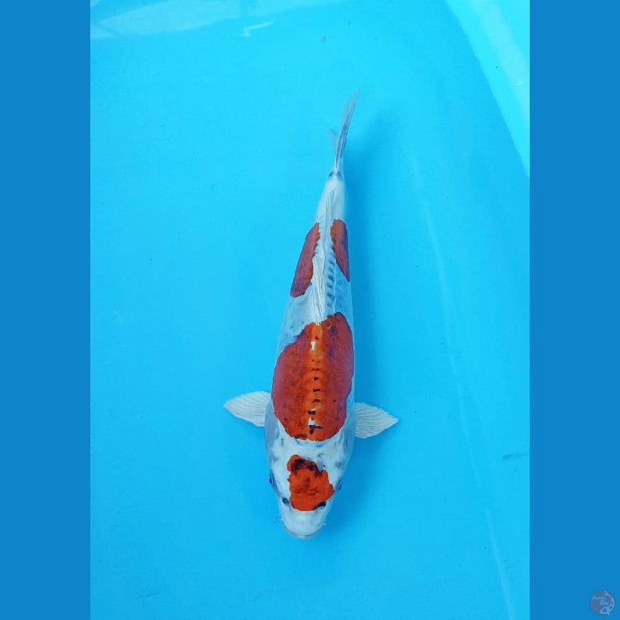 Kiko 33cm