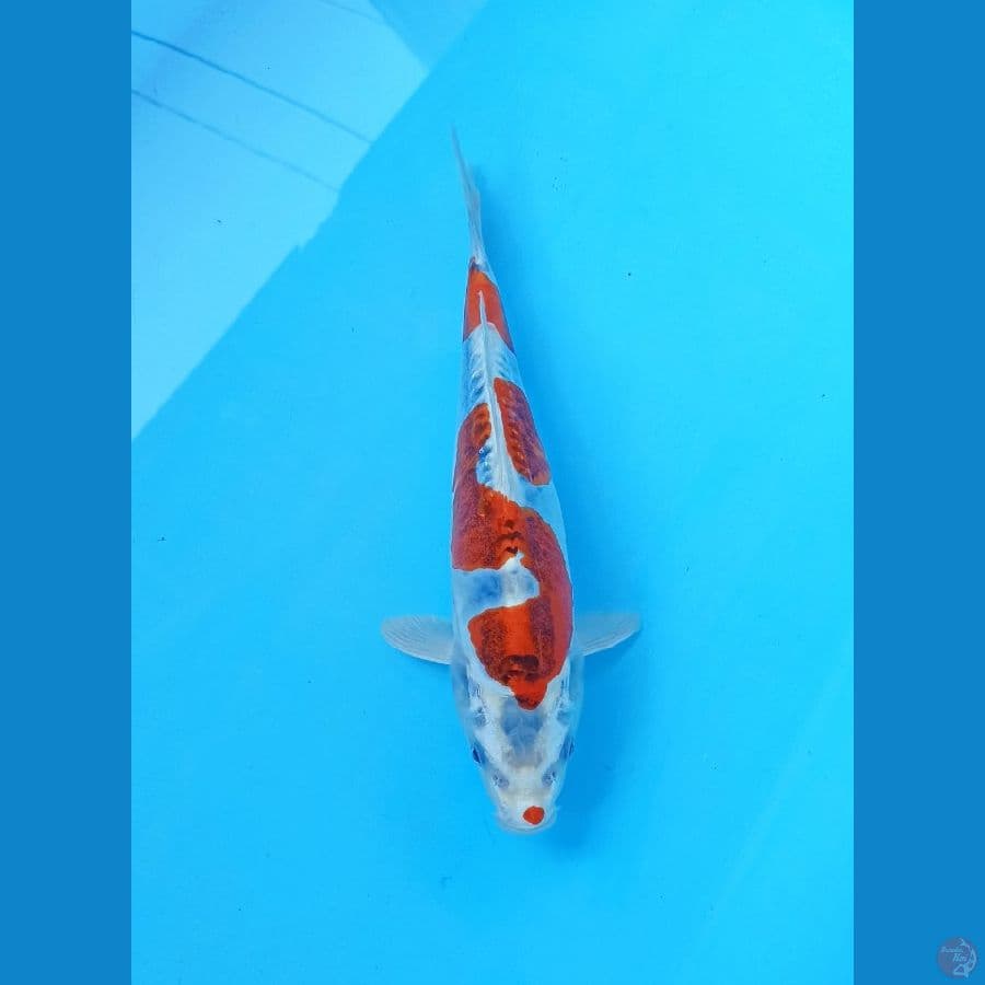 Kiko 26cm