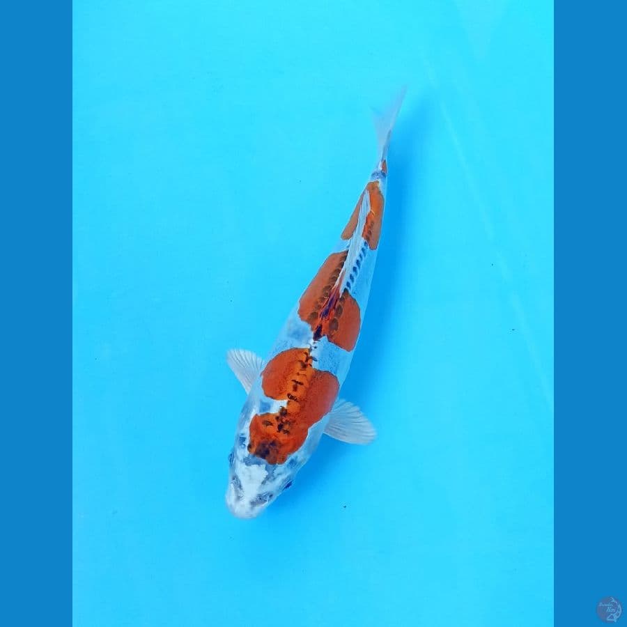 Kiko 21cm