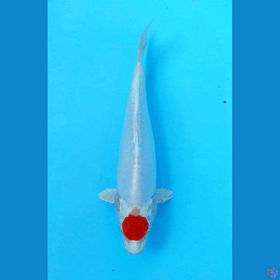 TC kiko 27cm