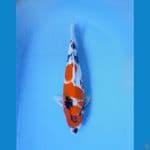 F1 TOP BODY MALE HALUS, 36cm ORI