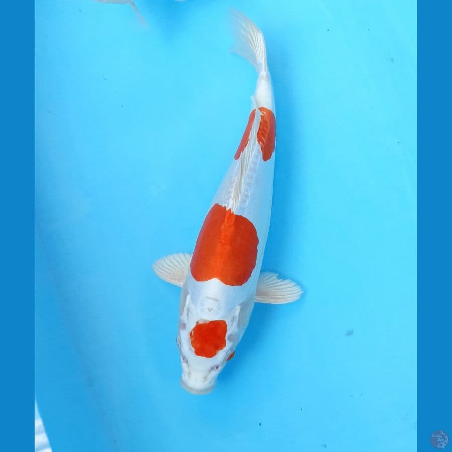 Kikushui 31cm