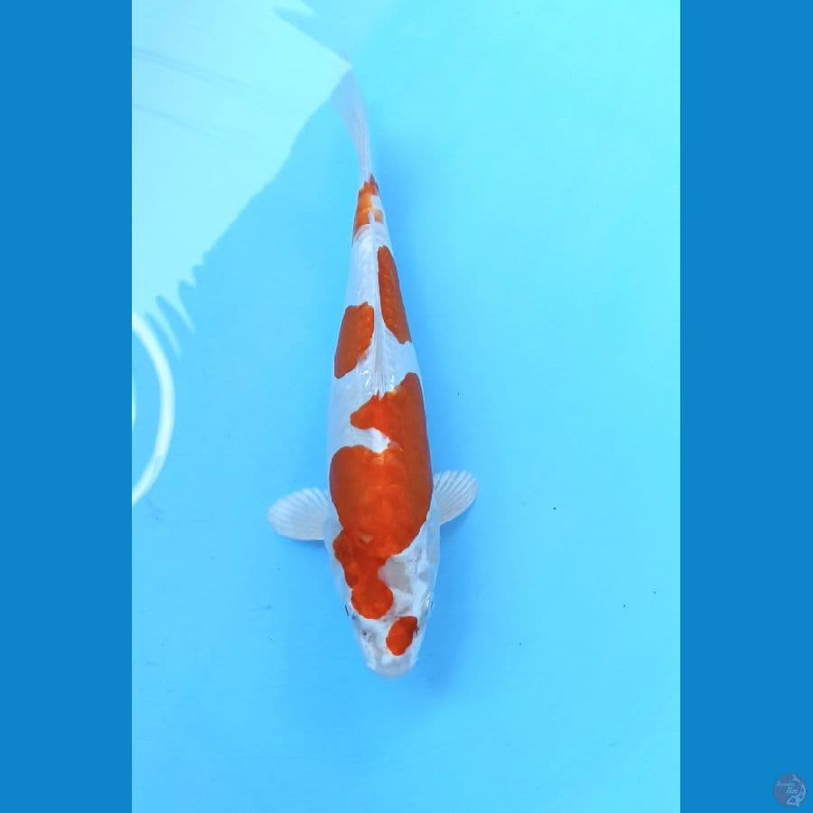 Kikushui 24cm