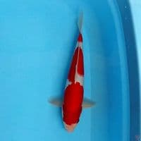Kohaku red strong.. 30cm.