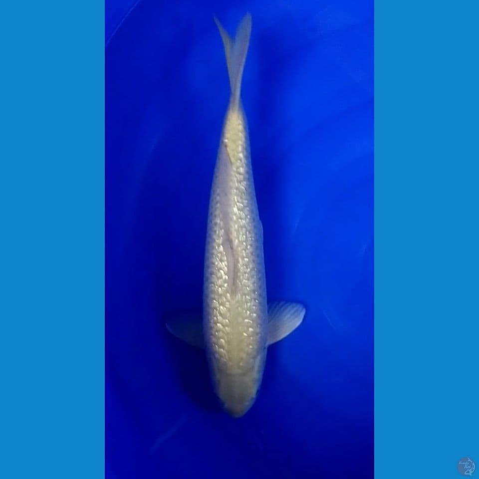 Midori full Ginrin.. 40cm.Male™
