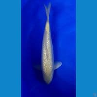Midori full Ginrin.. 40cm.Male™