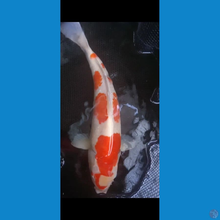 AKF kohaku jantan 45cm