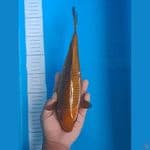 baby Face Tembaga 30cm