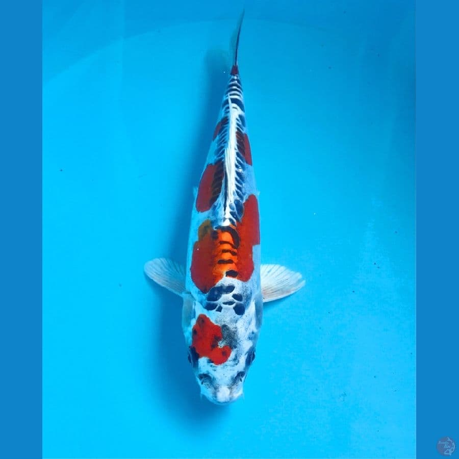 beni kiko 25cm
