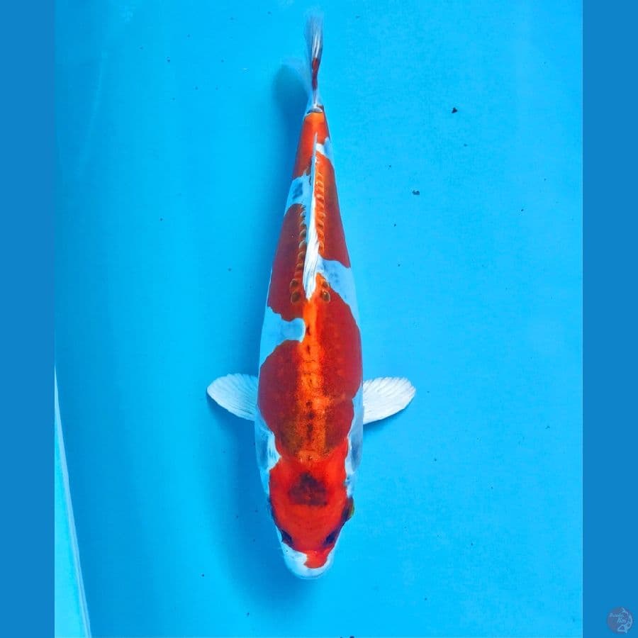kiko inazuma 27cm