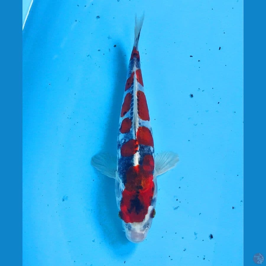 beni kiko 23cm
