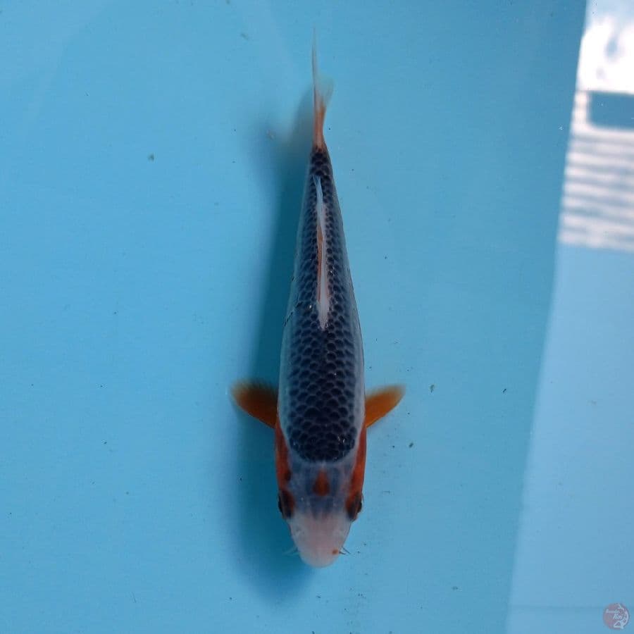 asagi, 14 cm
