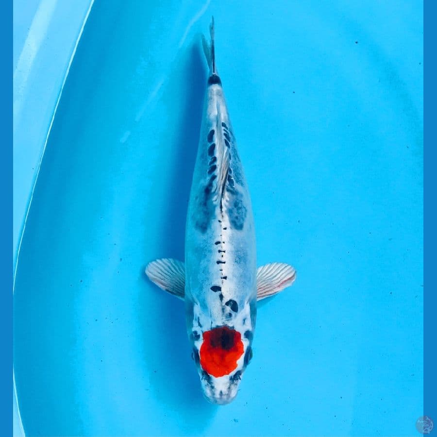 tancho kiko 27cm