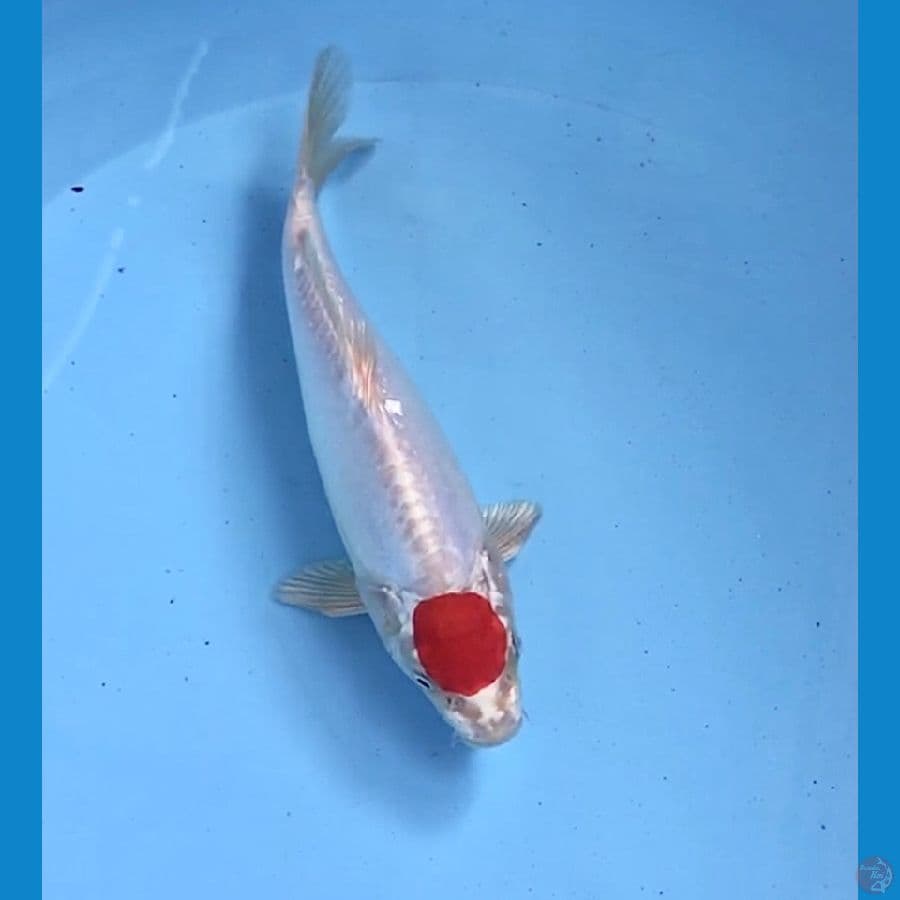 tancho kikushui 23cm
