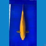 Karashi 40cm