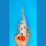 TANCHO SHOWA (32CM)