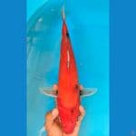 SHOWA (38CM)