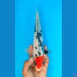 TANCHO SHOWA (28CM)