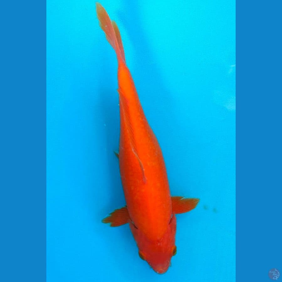 BENIGOI (23CM)