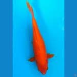 BENIGOI (23CM)